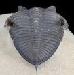 Beautiful Zlichovaspis Trilobite - Nice Quality #44524-1